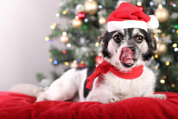 Dog in a red hat of Santa Claus rests on a red pillow and licks. Dog on a background of Christmas trees and Christmas lights. Portrait of a dog showing tongue and teeth. Happy New Year. Wi