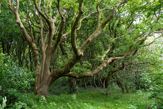 Kr&uuml;ppeleichen im Naturschutzgebiet Geltinger Birk