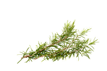 Sprig of rosemary isolated on white, copy space, ideal for greeting cards and banner