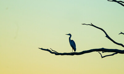 Heron at dusk