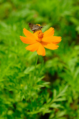 Nicaragua Ometepe Island - Flower with butterfly