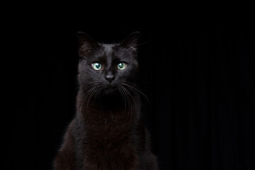 Obraz premium blind black cat portrait on black background