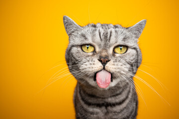 funny silver tabby british shorthair cat making funny face sticking out tongue