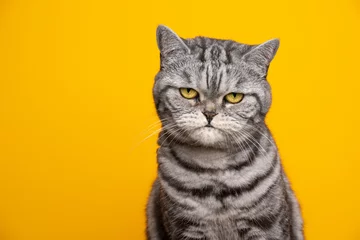 Poster silver tabby british shorthair cat portrait looking serious or angry © FurryFritz