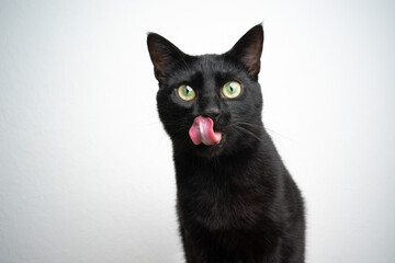 hungry black cat licking lips