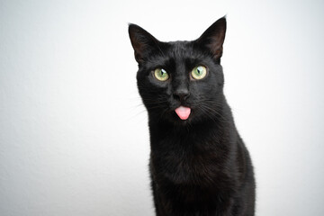 funny black cat sticking out tongue on white background