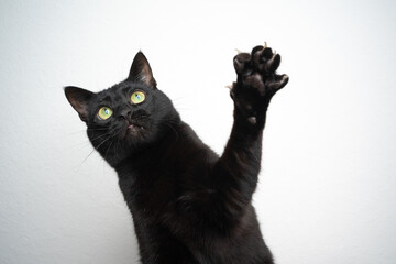 black cat playing raising paw on white background - obrazy, fototapety, plakaty