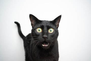 Fototapeta funny black cat portrait looking shocked obraz