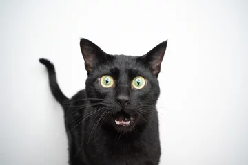 Fotobehang funny black cat portrait looking shocked © FurryFritz