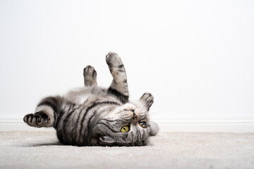playful funny cat lying on back upside down on carpet