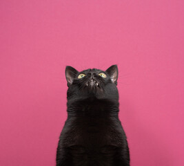 funny black cat with tooth gap looking up on pink background