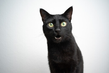 black cat meowing on white background