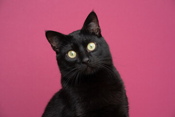 cute black cat portrait on pink background © furryfritz