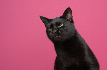 funny black cat making angry face on pink background