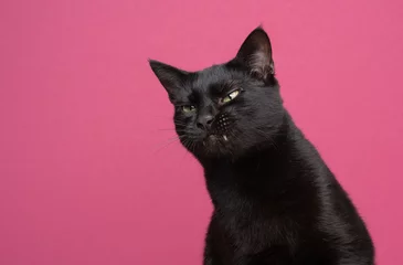Türaufkleber funny black cat making angry face on pink background © FurryFritz