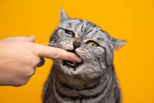greedy silver tabby british shorthair cat biting finger