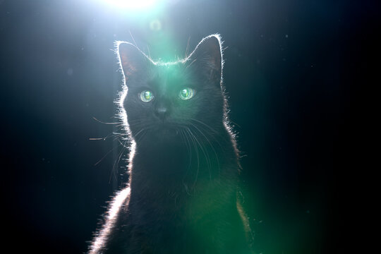 Blind Black Cat With Reflecting Eyes Backlight Portrait