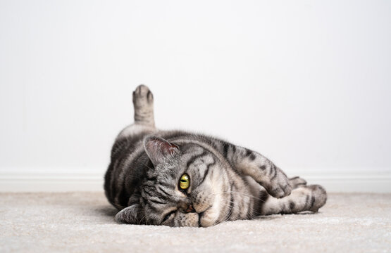 lazy cat resting lying on side on carpet looking at camera