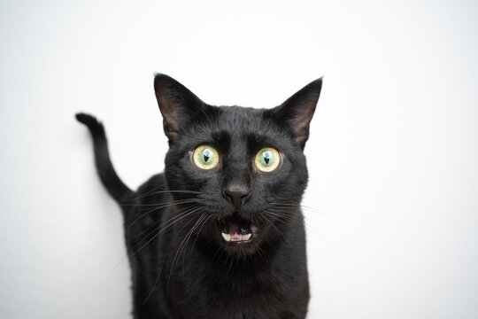 funny black cat portrait looking shocked