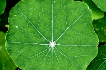 Water drop in center of water lily, flower leaf close up, botany scenery