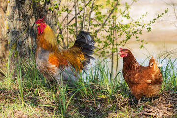 rooster and hen among the spring greenery