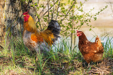 rooster and hen among the spring greenery