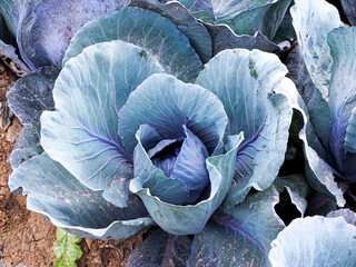 Fototapeta na wymiar Unripe red cabbage close up