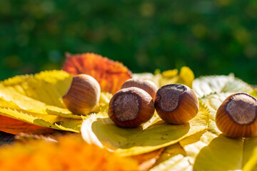 Hazelnuts Among Fall Colored Leaves In The Forest Enlightened by Sunset
