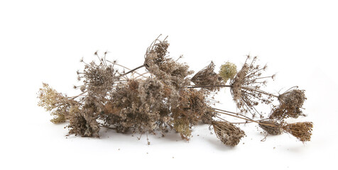Dry wild flowers Daucus carota with seeds  isolated on white background. Winter background of meadow grasses flowers with umbels. - obrazy, fototapety, plakaty