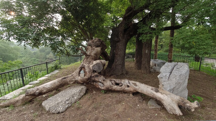 Ancient trees are in the Beijing Botanical Garden, China