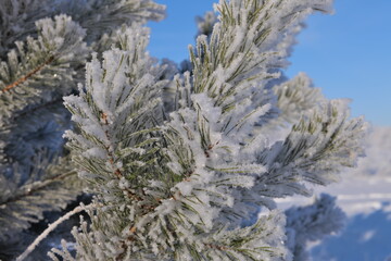 Severe frost covered pine branches with frost