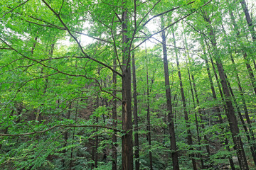 Naklejka premium Metasequoia plants in Beijing Botanical Garden