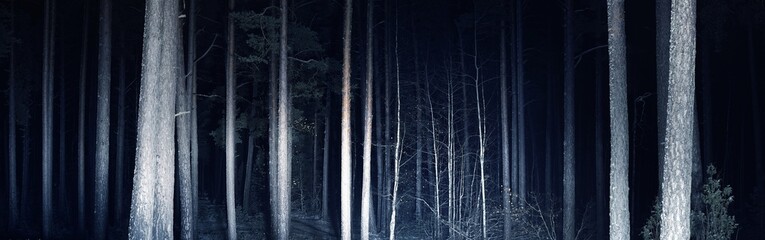Illuminated forest at night. Mighty evergreen trees. Scary forest scene. Tree silhouettes in the...