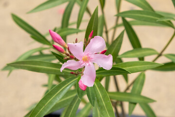 Oleander, Sweet Oleander, Rose Bay (Nerium oleander L.)