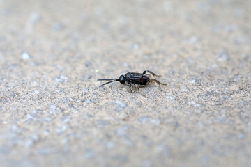 Flagbellidae insects on the ground, Beijing