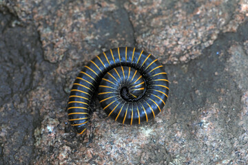 Millipedes in the wild, North China