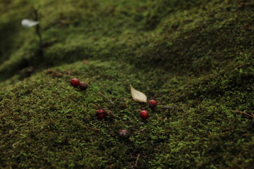 鹿児島の風景、「仙厳園」。苔むした地面。「仙厳園」は元島津家別邸。1658年、19代光久によって築かれた。
