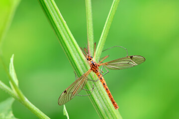 mosquito insect in the wild, North China