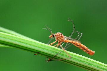 mosquito insect in the wild, North China