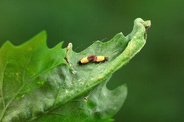 Lepidoptera insects in the wild, North China