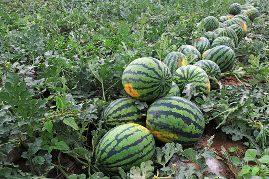 Ripe watermelon is in the field, North China