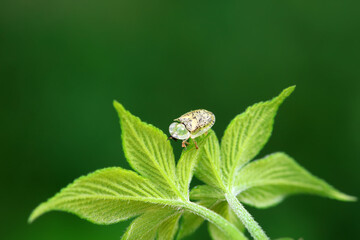 Hispidae family insect crawl on plants, North China