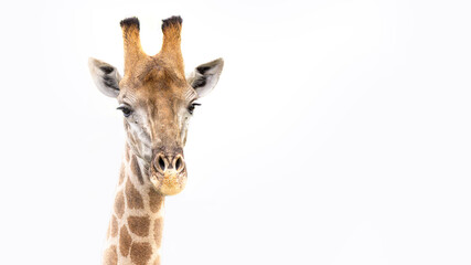 GIraffe portrait in colour in Sabi Sands in the Kruger National Park South Africa 
