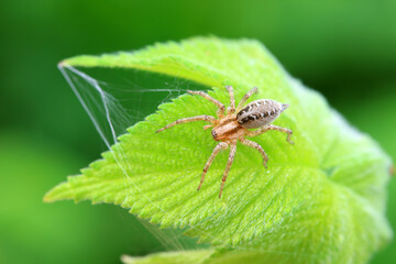 Spiders in the wild, North China