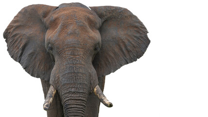 Fototapeta na wymiar Bull elephant portrait cut out in colour in the Kruger National Park 