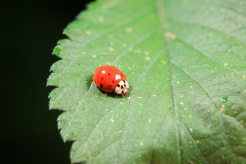 Fototapeta premium Ladybugs on wild plants, North China