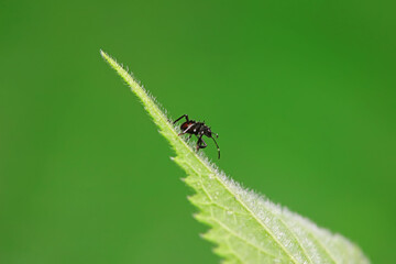 Hemiptera bugs in the wild, North China