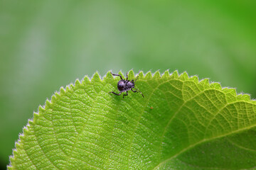 Hemiptera bugs in the wild, North China