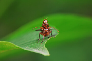 Naklejka premium Flies on wild plants, North China