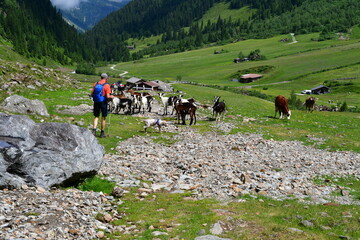Man and his Lagotto Romagnolo dog hiking in Stubai Valley and meeting cows and goats 